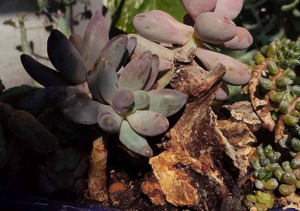 Pachysedum 'Ganzhou' | dusty purple succulent, Vetplant, Ophalen of Verzenden, In pot, Minder dan 100 cm