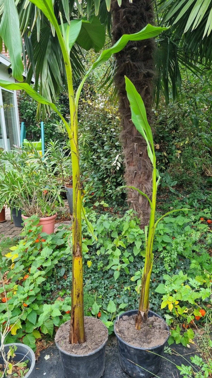 bananen planten (winterhard), Overige soorten, Minder dan 100 cm, Zomer, Ophalen