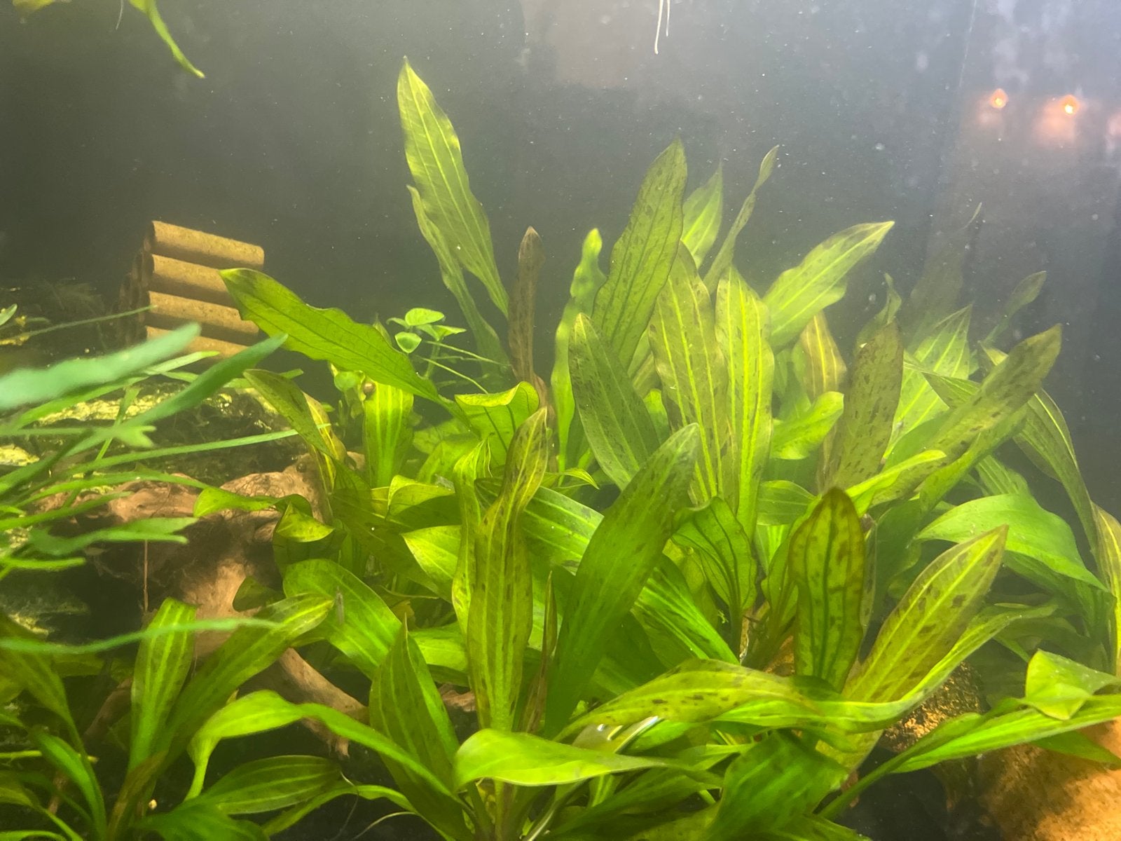 Echinodorus “groen ocelot”, Ophalen, Plant(en), Steen of Hout