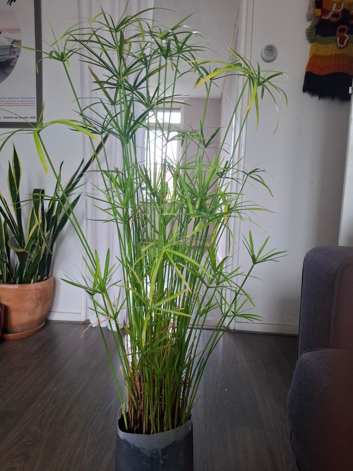 Paraplu-papyrus plant., Ophalen, Overige soorten, Halfschaduw, 150 tot 200 cm