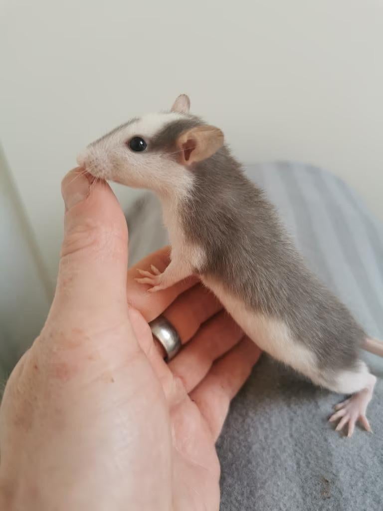 Super Tamme Ratjes [ Boggle Buddies ], Dieren en Toebehoren, Knaagdieren, Meerdere dieren, Rat, Februari, Tam