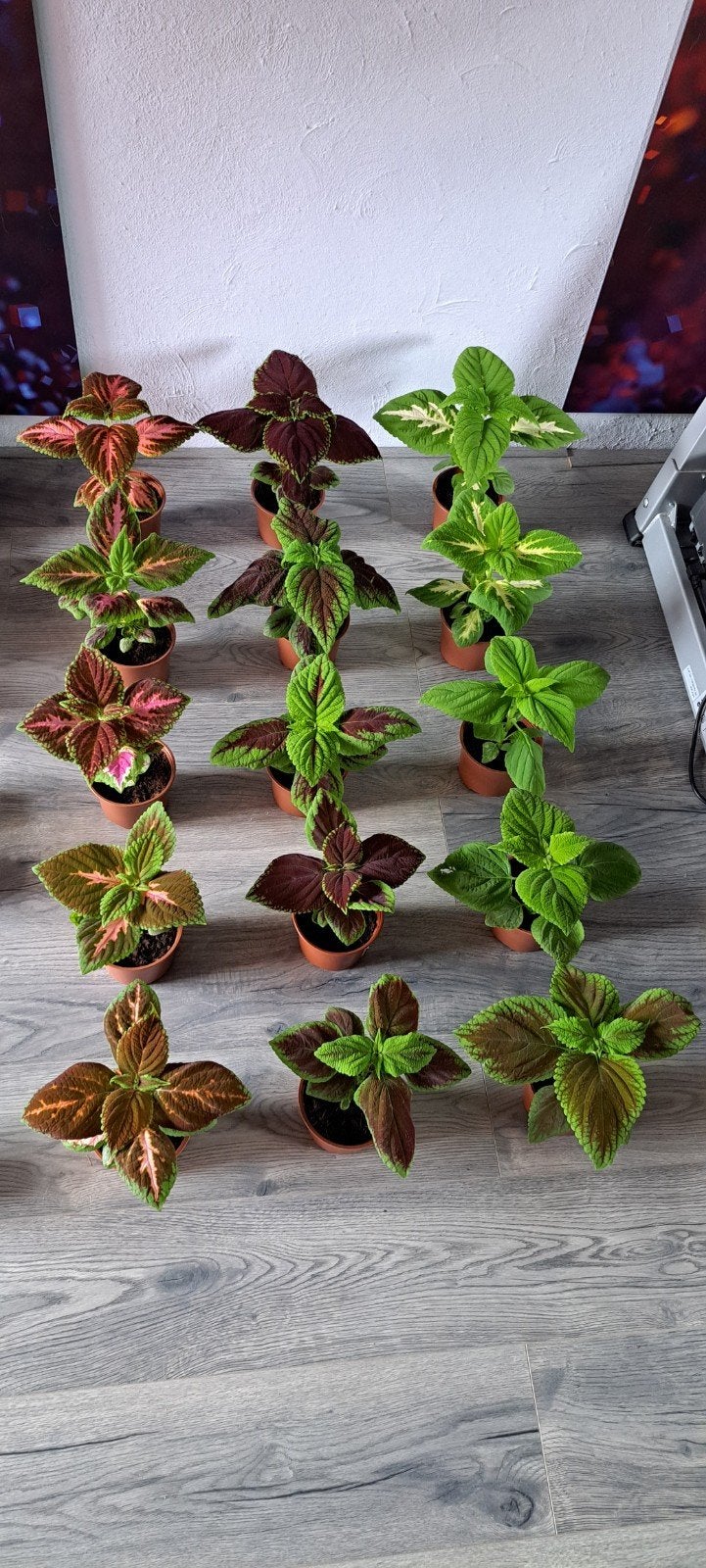 Zelf opgekweekte coleusplanten uit zaadjes.
(De zaadjes zijn, Bloeiende kamerplant, Ophalen of Verzenden, Halfschaduw, Minder dan 100 cm
