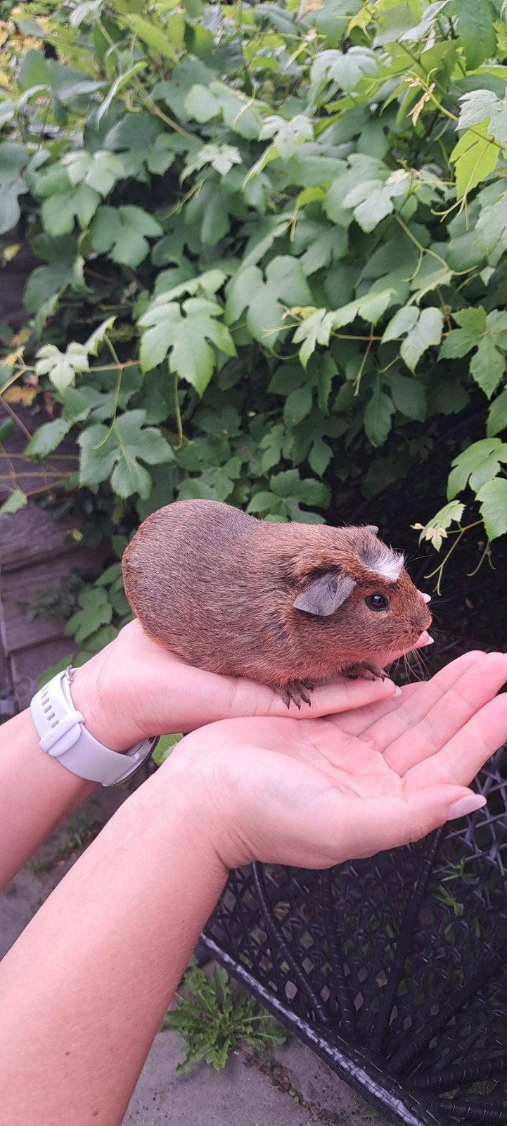 Cavia beertjes, Dieren en Toebehoren, Knaagdieren, Mannelijk, Cavia, April, Tam
