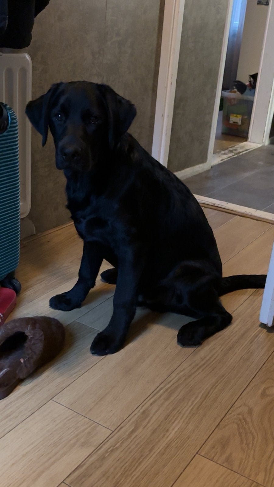 Lieve Kruizing labrador stabij, 15 weken tot 1 jaar, Reu, Labrador retriever, Eén hond