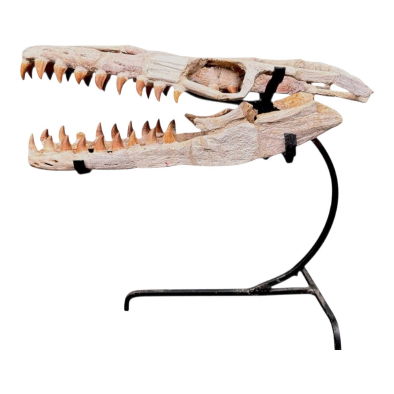 Schedel baby mosasaurus op standaard 30 cm, Verzamelen, Ophalen of Verzenden, Nieuw
