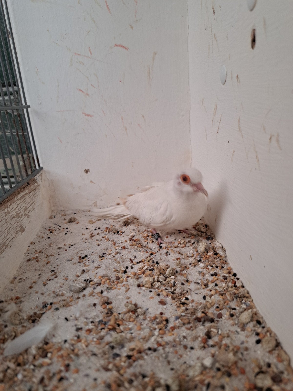Diamantduivin witstuit Topaas bruin, Vrouwelijk, Tropenvogel, Geringd