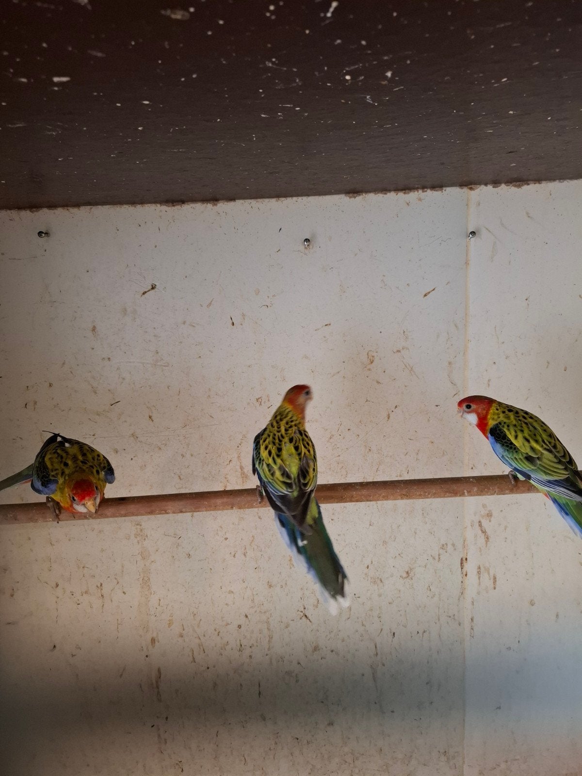 Rosella's, Meerdere dieren, Parkiet, Geringd