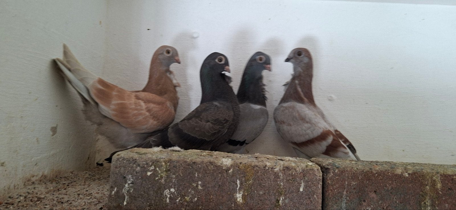te koop sierduiven figuritas meeuwen, Dieren en Toebehoren, Meerdere dieren, Overige soorten