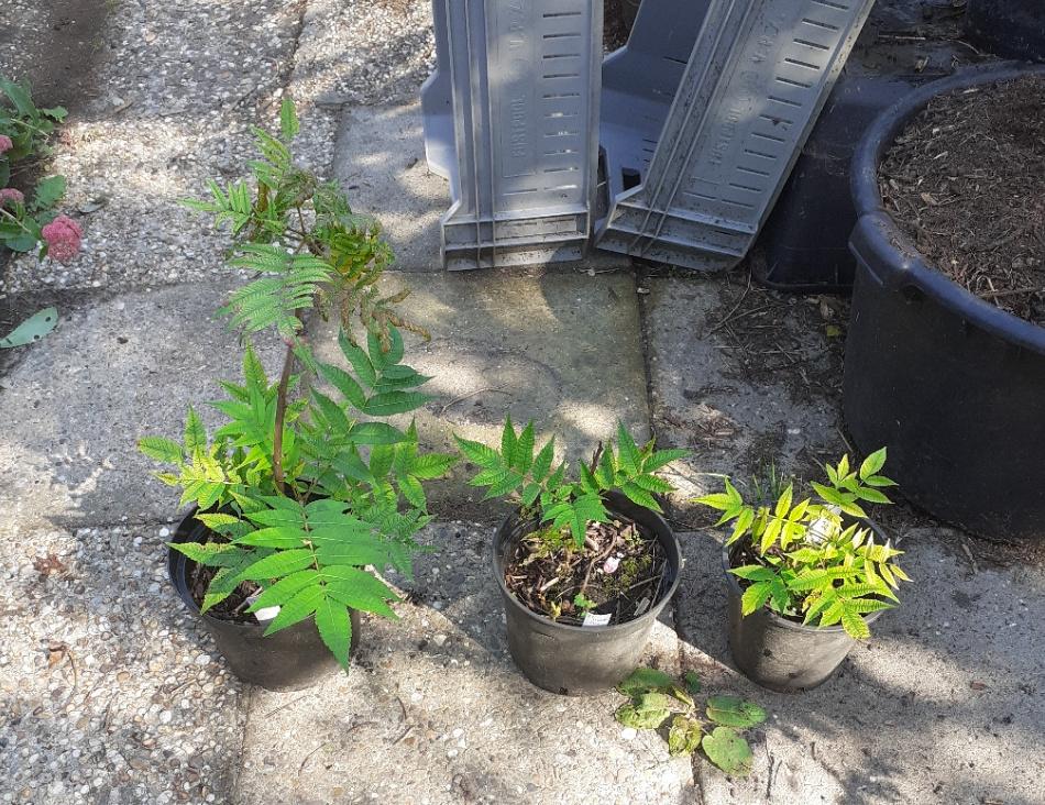 Fluweelboom (Rhus typhina), Tuin en Terras, Minder dan 100 cm, Zomer, Volle zon, In pot