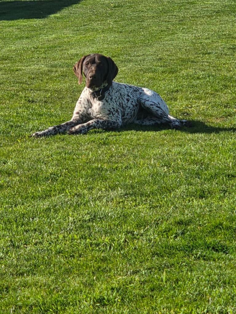 Duitse staande reu, 1jaar oud met stamboom, Duitse Staande hond, België, Fokker | Hobbymatig, Reu