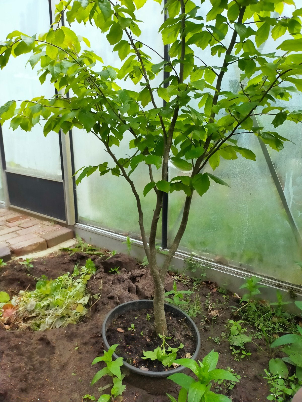 Parrotia persica 'Vanessa', Tuin en Terras, Planten | Bomen, Overige soorten, Lente, 100 tot 250 cm, Ophalen
