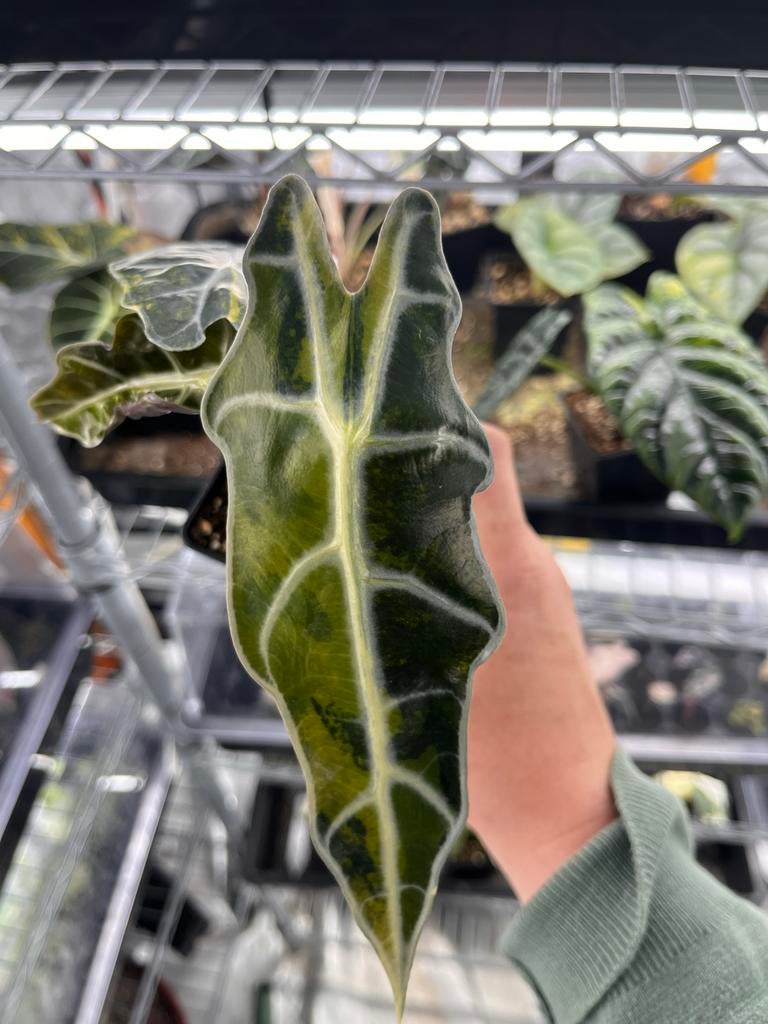 Alocasia Amazonica aurea variegata, Overige soorten, In pot, Minder dan 100 cm, Bloeiende kamerplant