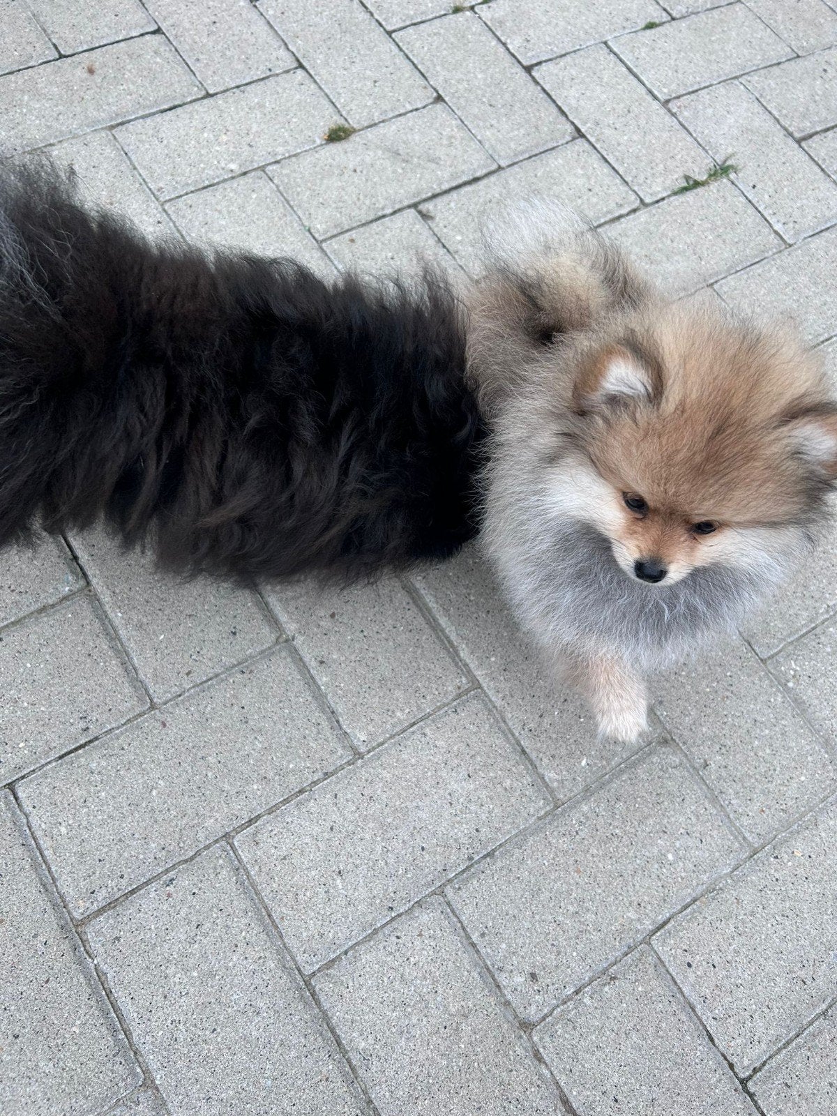super unieke kleur bleu sable pomeriaan mini, Parvo, Keeshond, 8 tot 15 weken, Teef