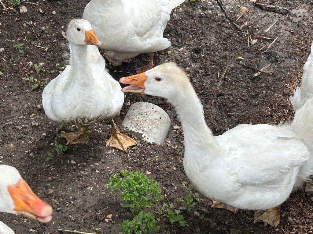 Twee witte ganzen, Geslacht onbekend, Gans of Zwaan
