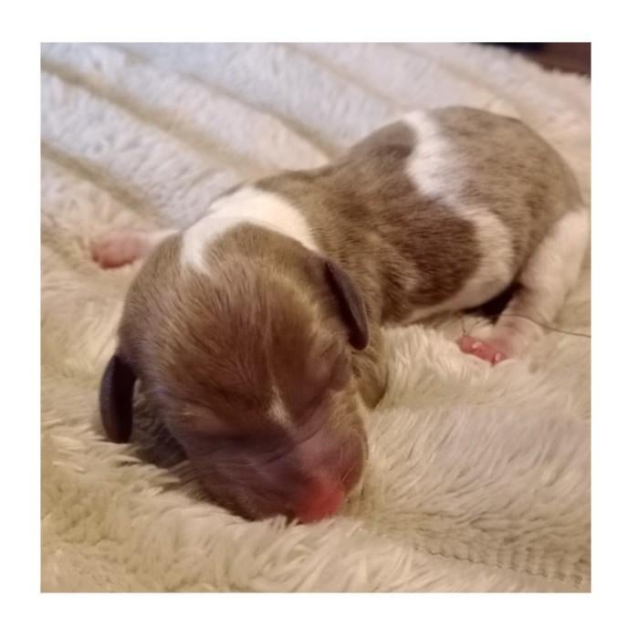 Teckel pup, brown piebald, Kaninchen, HCC (leverziekte), 8 tot 15 weken, Korthaar