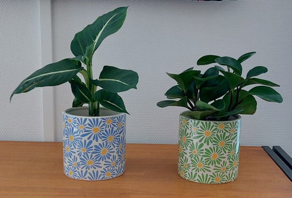 3 x kamerplant, Vrouwentong een Vetplant en Dieffenbachia, Ophalen, Overige soorten, Halfschaduw, In pot
