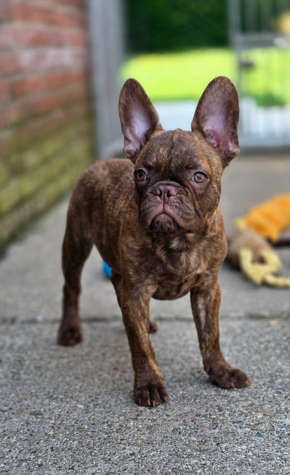 💙 Super leuke kruising franse bulldog pups reu en teef💓, Parvo, Reu, 8 tot 15 weken, Bulldog