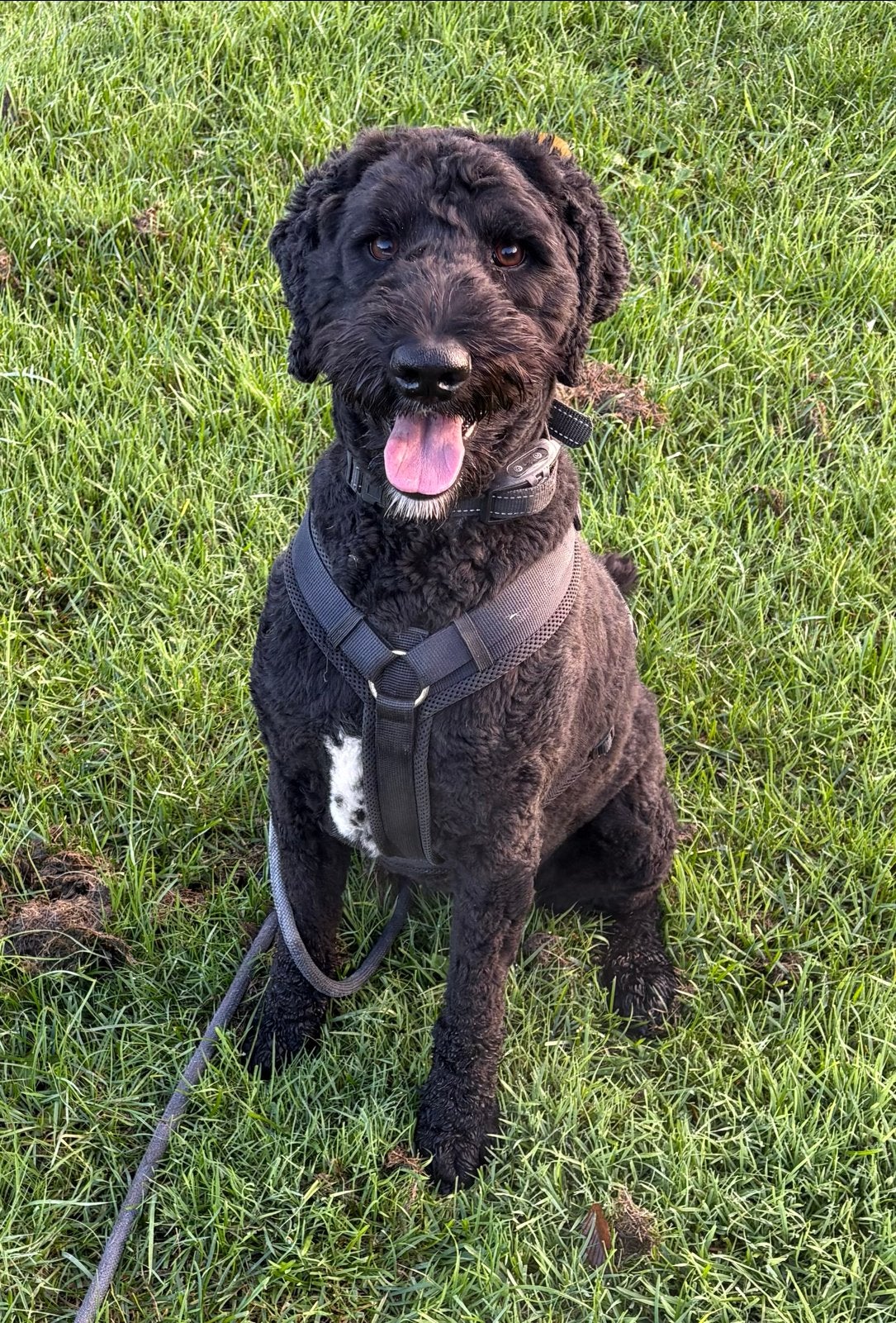 Liefdevol thuis gezocht voor Labradoodle Blackie ️, 1 tot 2 jaar, Teef, Groot, Eén hond