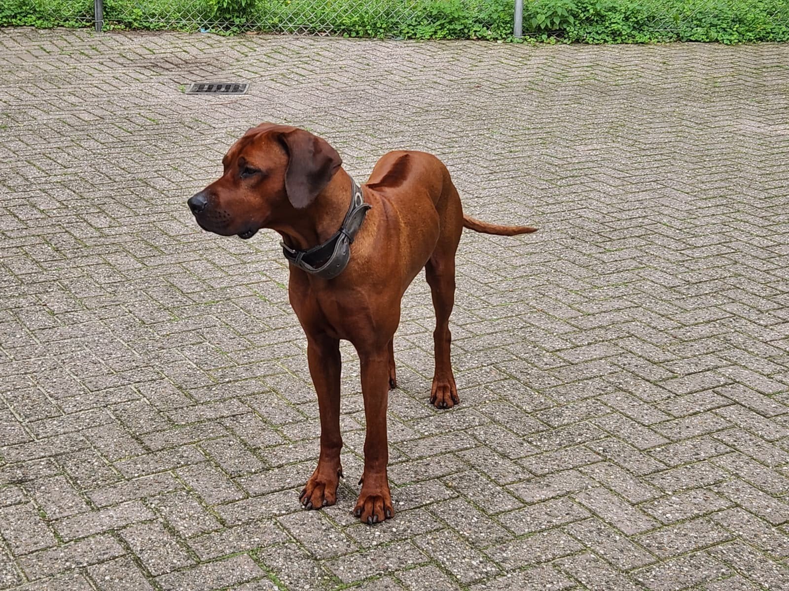 Dekreu Rhodesian Ridgeback, prachtige reu met stamboom R/R, Dieren en Toebehoren, Reu, 1 tot 2 jaar, Parvo, Meerdere