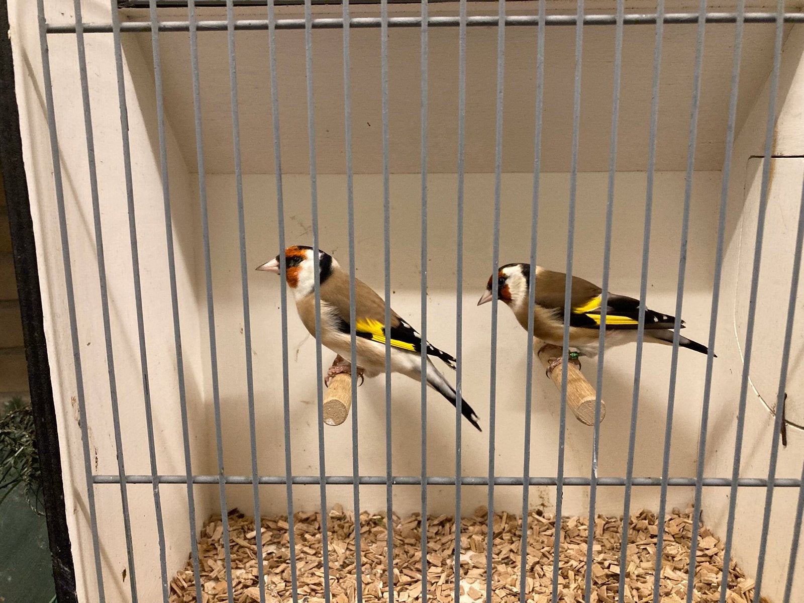 Majoor putter, Meerdere dieren, Wildzangvogel