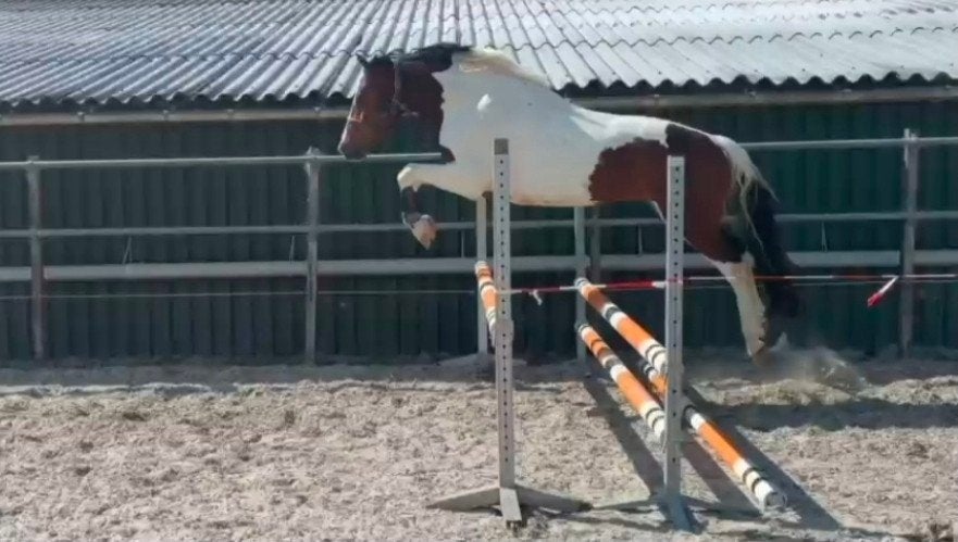 Zeer aparte 4 jarige ruin 1.66 m, Ruin, Dressuurpaard, Ontwormd, 3 tot 6 jaar