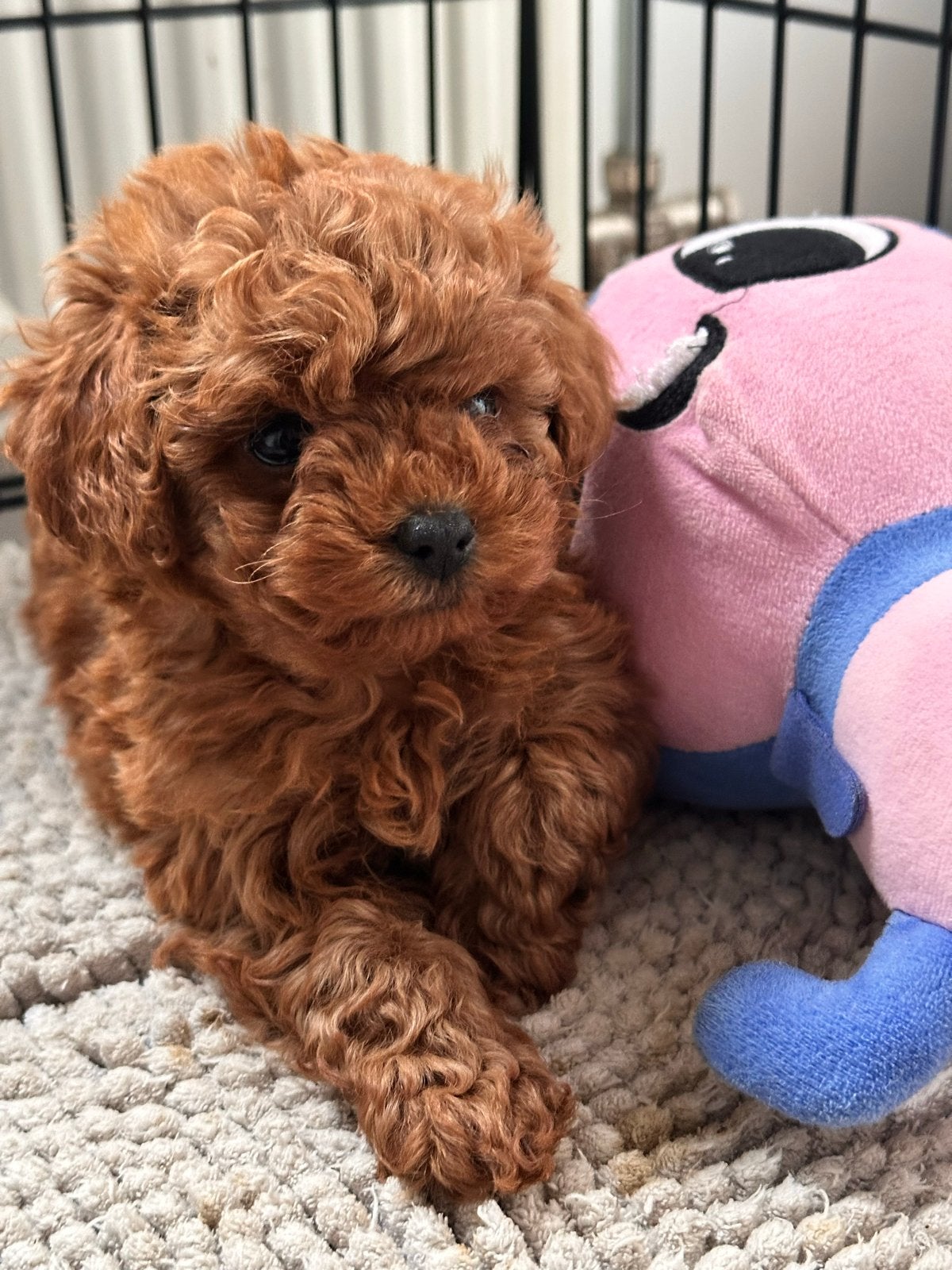 Toy poodle, Fokker | Hobbymatig, 8 tot 15 weken, Buitenland, Teef