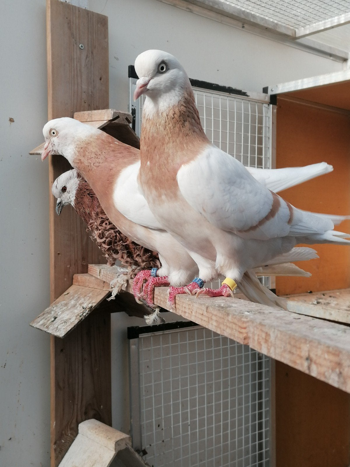 Alteburger trommelduiven geelzilvergeband, Dieren en Toebehoren, Vogels | Duiven, Meerdere dieren, Overige soorten