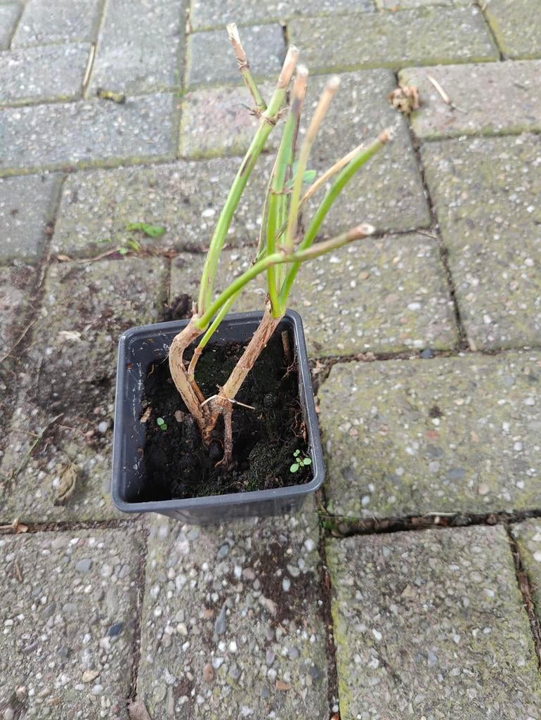 Winterharde Fazantenbes - Sierlijke Rozenstruik, Ophalen of Verzenden