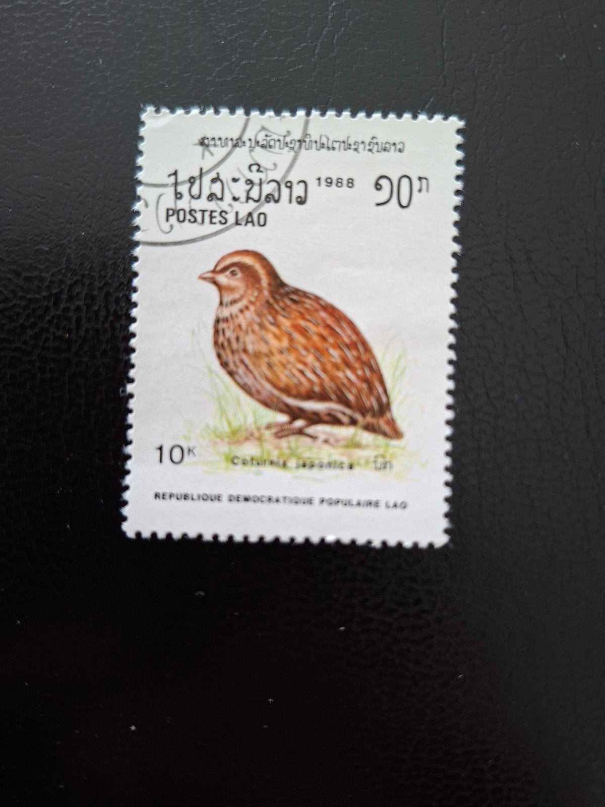 Laos. Vogel., Ophalen of Verzenden, Dier of Natuur
