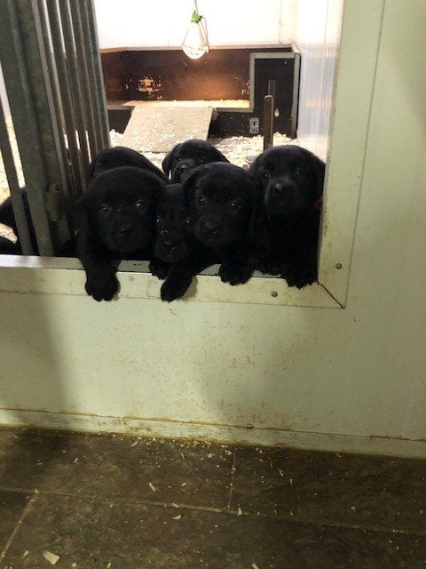 Mogen nu weg! Leuke zwarte labrador pups met stamboom !!, Parvo, 8 tot 15 weken, Labrador retriever, Meerdere