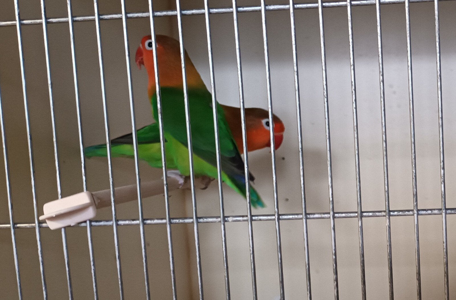 2 Mooie jonge Koppels te koop, Dieren en Toebehoren, Vogels | Parkieten en Papegaaien, Meerdere dieren, Dwergpapegaai of Agapornis