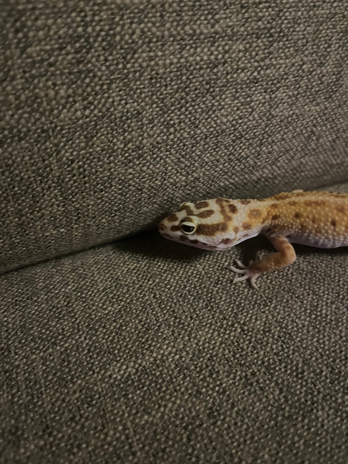 Mack snow luipaard gekko Leopard Gecko photo 7