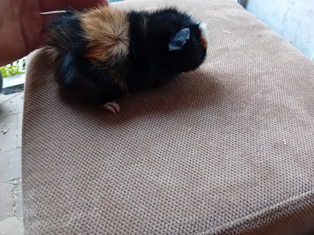 Cavia beertje, Maart, Mannelijk, Cavia