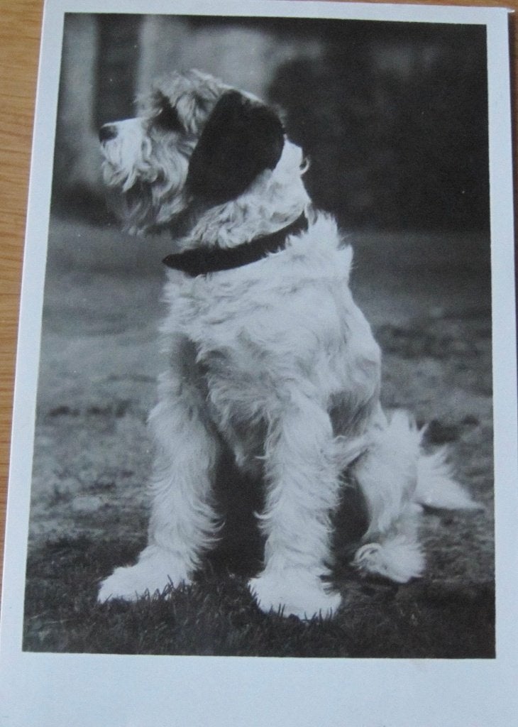 Terrier op ansichtkaart - 1954, Ophalen of Verzenden, 1940 tot 1960, Gelopen, Hond of Kat