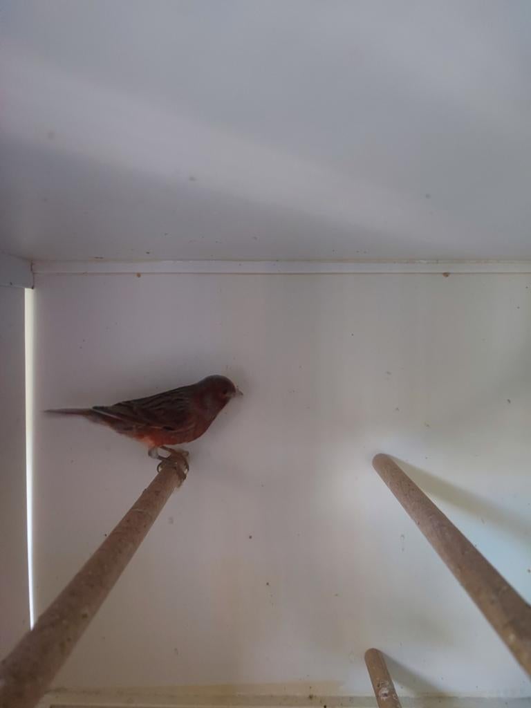 Harlekijn kanarie man, Dieren en Toebehoren, Vogels | Kanaries, Mannelijk, Kleurkanarie