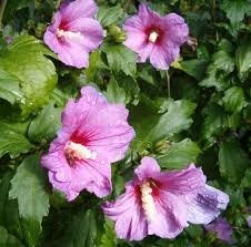 althea planten, Volle zon, Vaste plant, Zomer, Ophalen