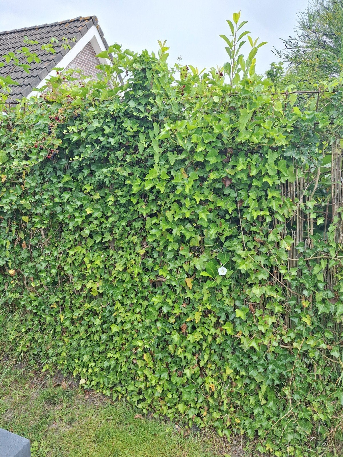 Staalnetten 6mm met klimop en bamboe (zonder palen), Ophalen, Minder dan 3 meter, Hout, 1 tot 2 meter