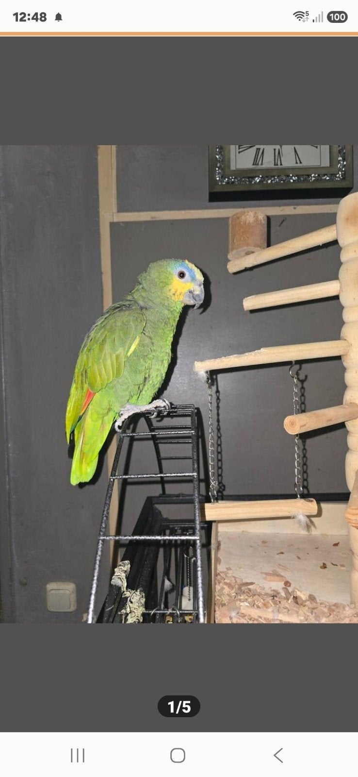 Amazone papagaai, Mannelijk, Papegaai, Pratend