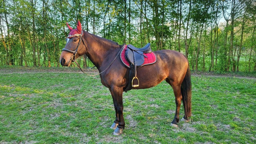Knappe 9 Jarige Merrie, Dieren en Toebehoren, Paarden, L, 7 tot 10 jaar, 160 tot 165 cm, Recreatiepaard
