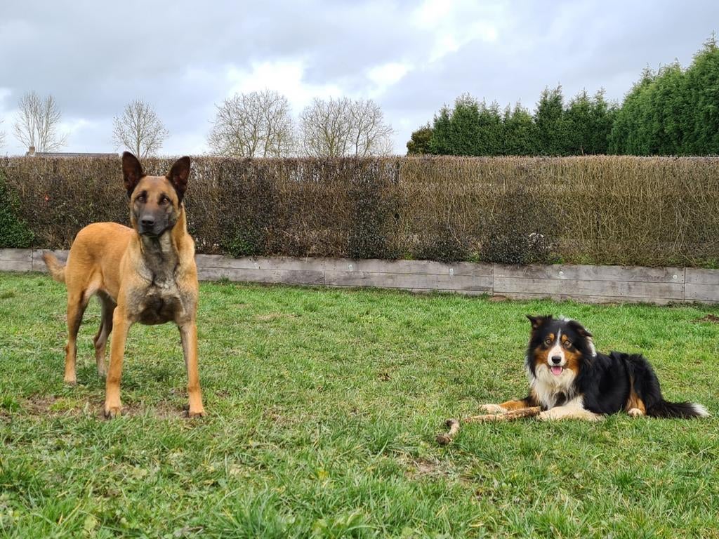 Prachtige Border Collie x Mechelse Herder pups F1, Dieren en Toebehoren, Honden | Herdershonden en Veedrijvers, 8 tot 15 weken