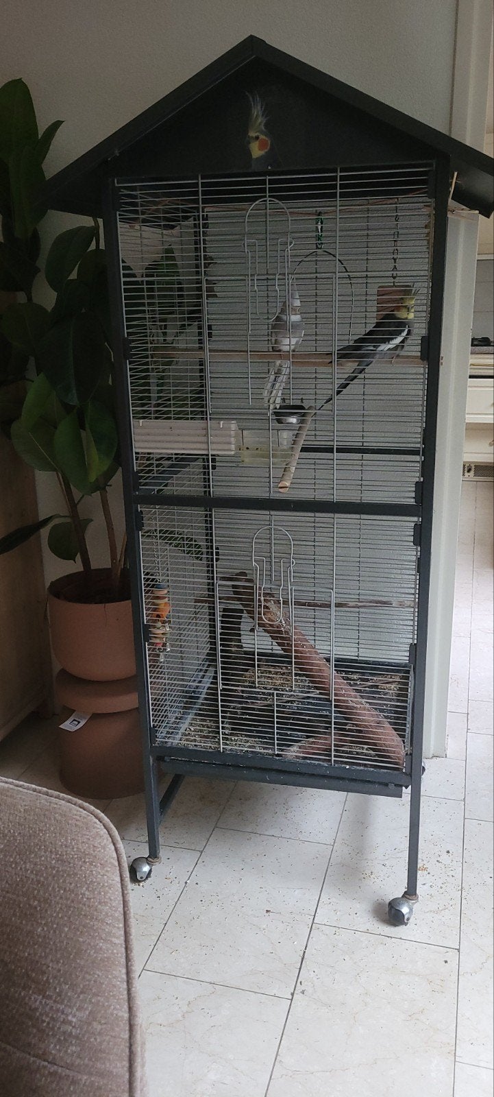 Valkparkieten met kooi, Meerdere dieren, Parkiet