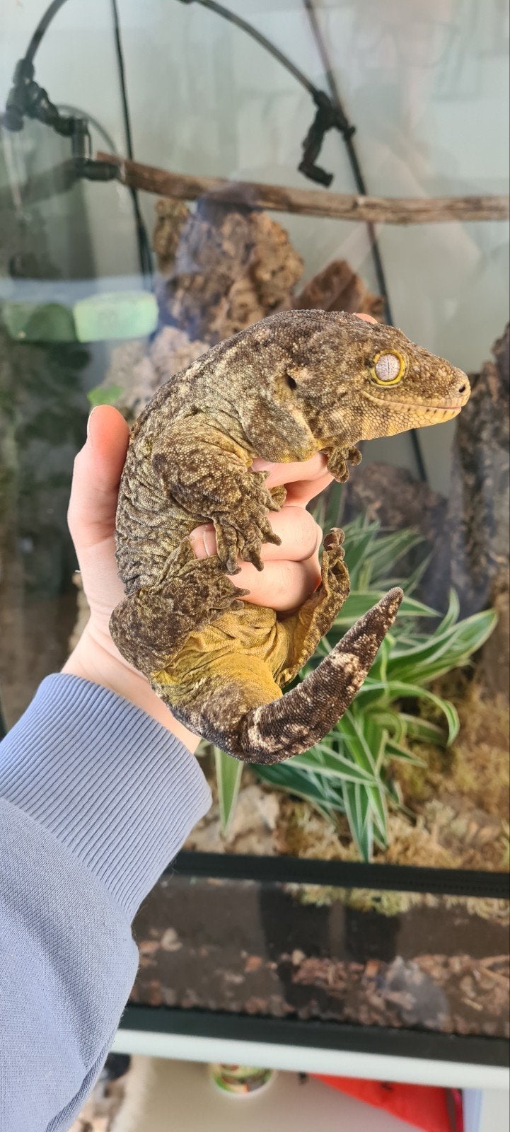 Leachianus gekko vrouw, Dieren en Toebehoren, Hagedis, Tam, 3 tot 6 jaar