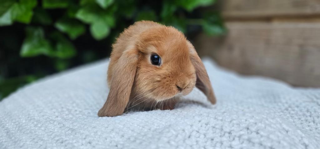 Knappe NHD x minilop konijntjes, Meerdere dieren, Klein, Hangoor, 0 tot 2 jaar