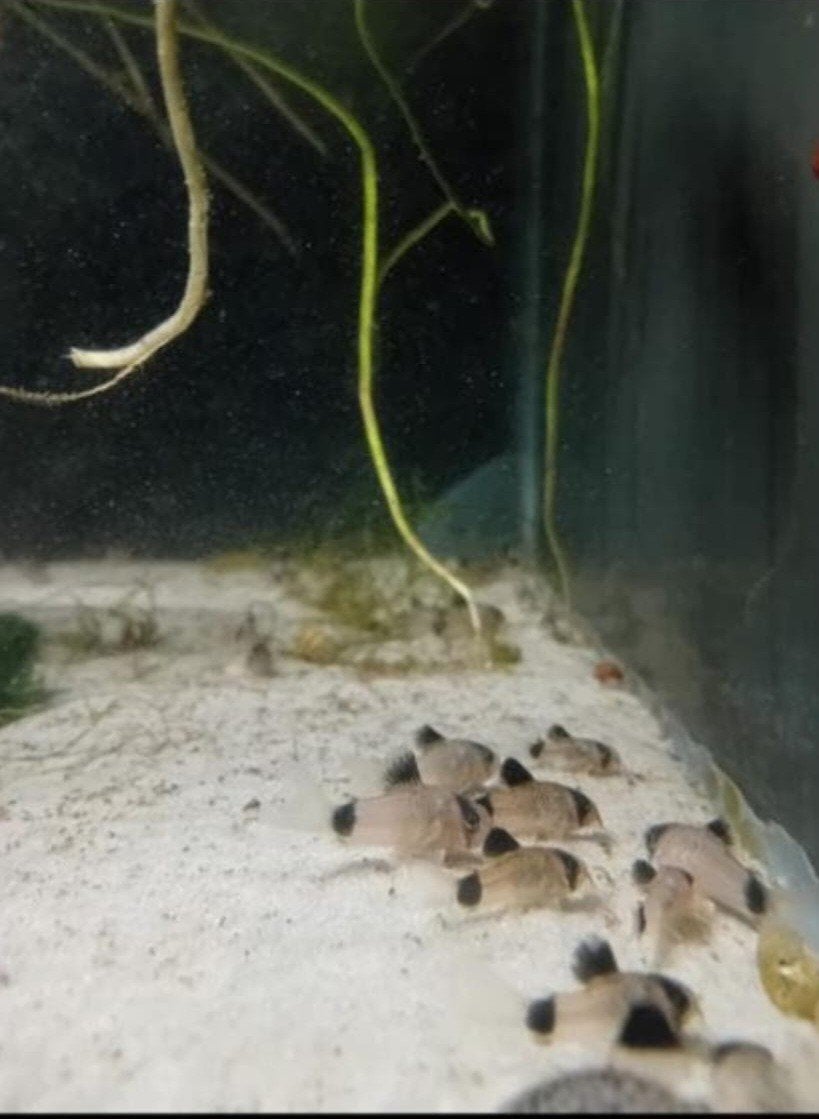 CORYDORA PANDA, Dieren en Toebehoren, Vissen | Aquariumvissen, Vis