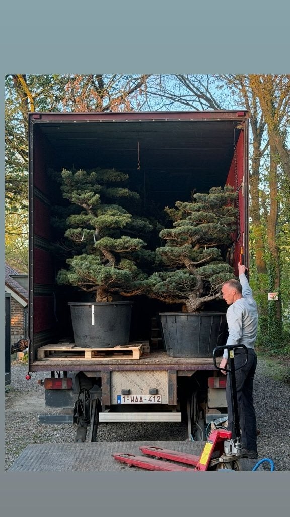 Bonsai Niwaki Yamadori, Tuin en Terras, Planten | Bomen, Ophalen, Bloeit niet, Halfschaduw, Overige soorten