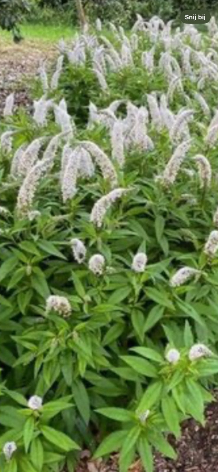Lysimachia, Ophalen, Overige soorten, Volle zon