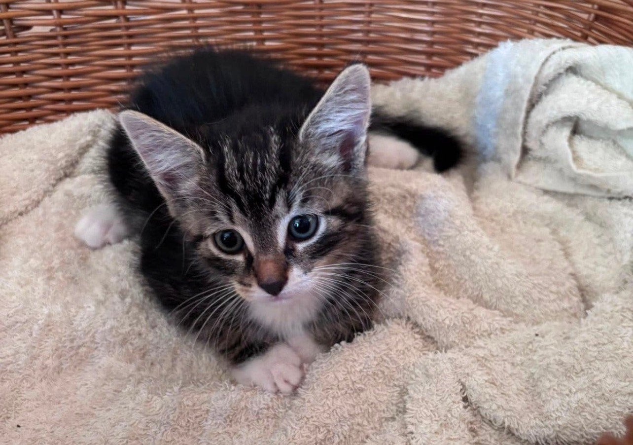 Kitten 2,5 maand, Kater, Kortharig, 0 tot 2 jaar