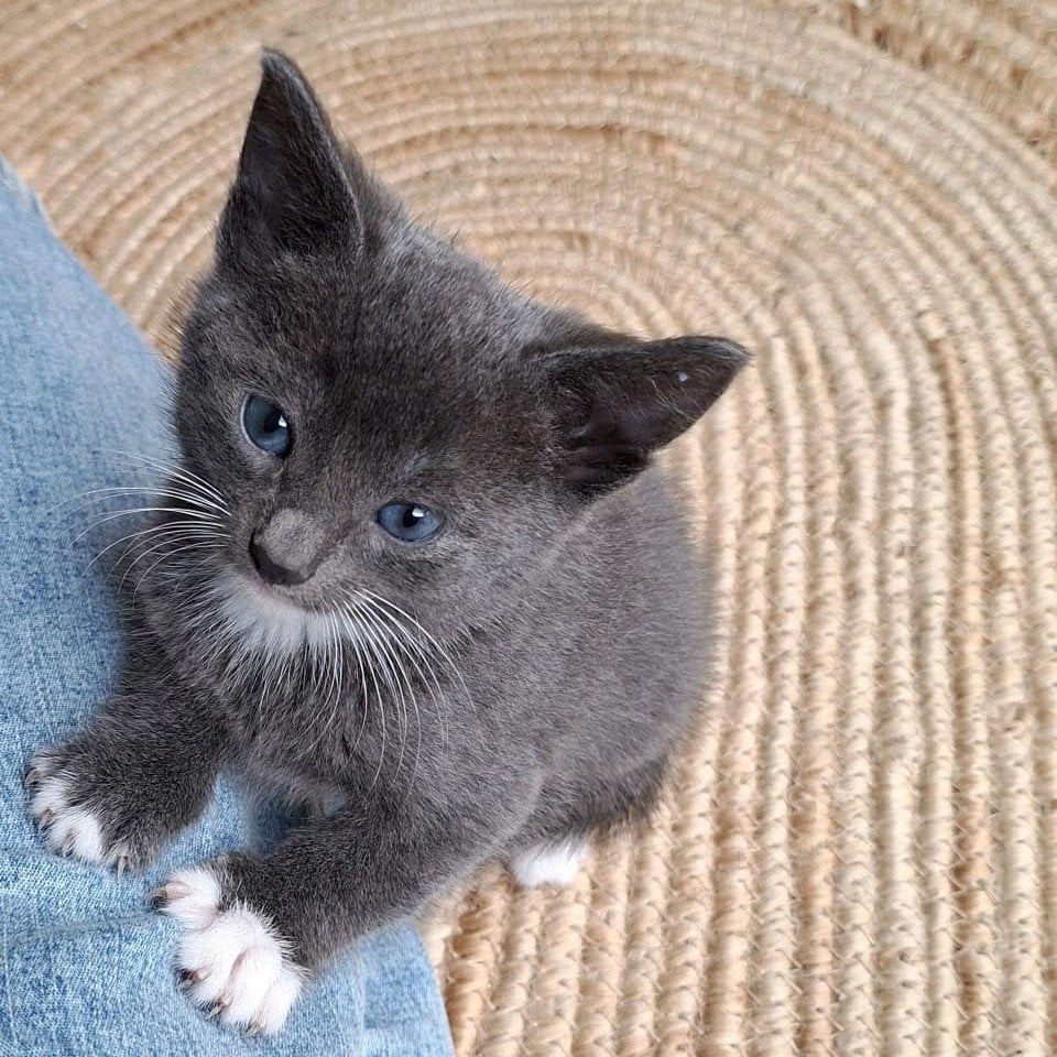 VERKOCHT, Meerdere dieren