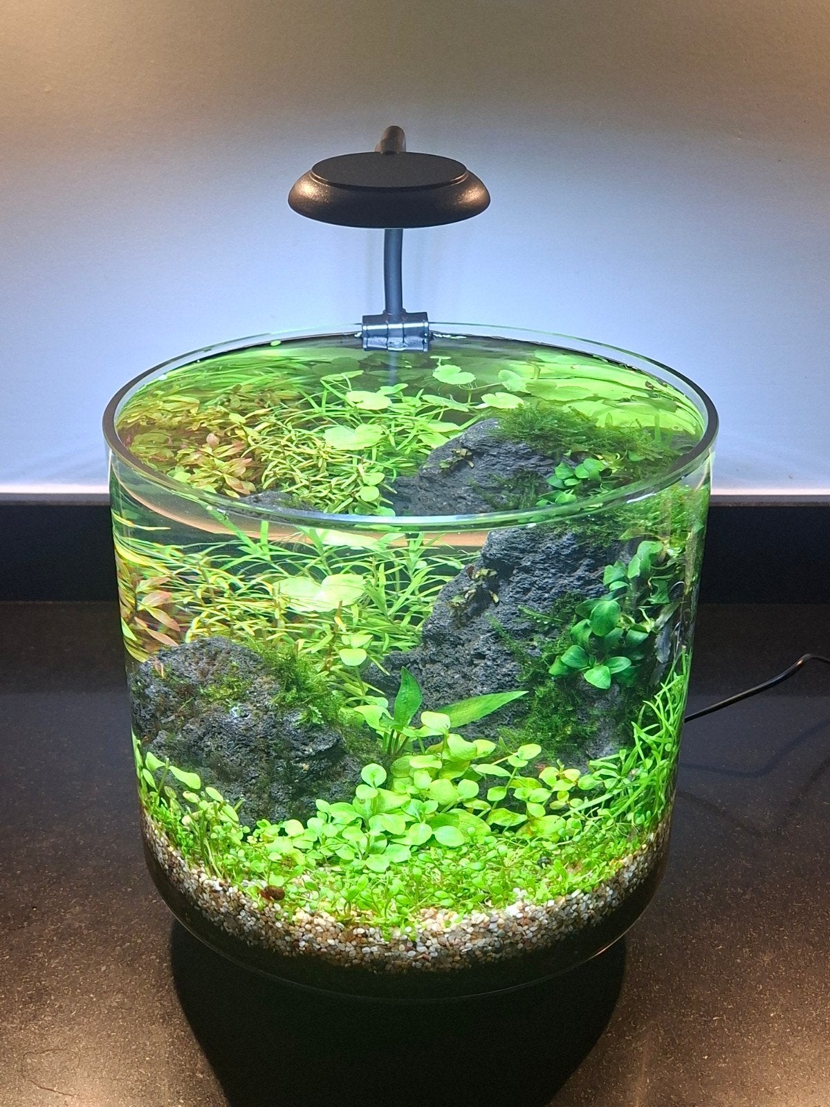 Desktop aquarium ecosysteem 9l, Ophalen