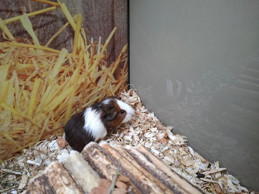 Hele mooie en lieve cavia beertjes, Maart, Mannelijk, Cavia